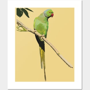 Rose-ringed or ring-necked parakeet Posters and Art